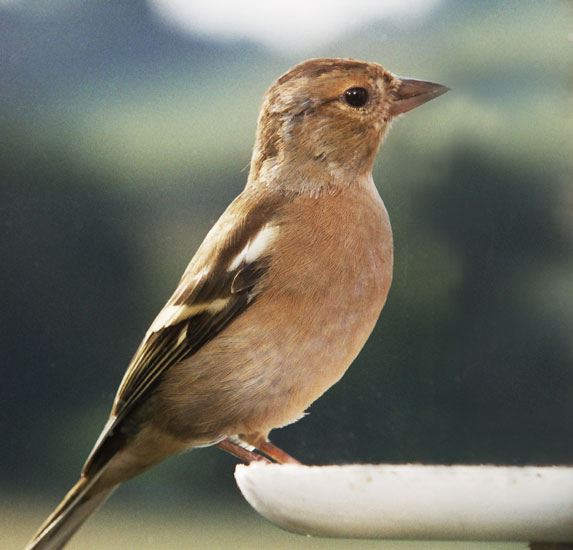 Chaffinch