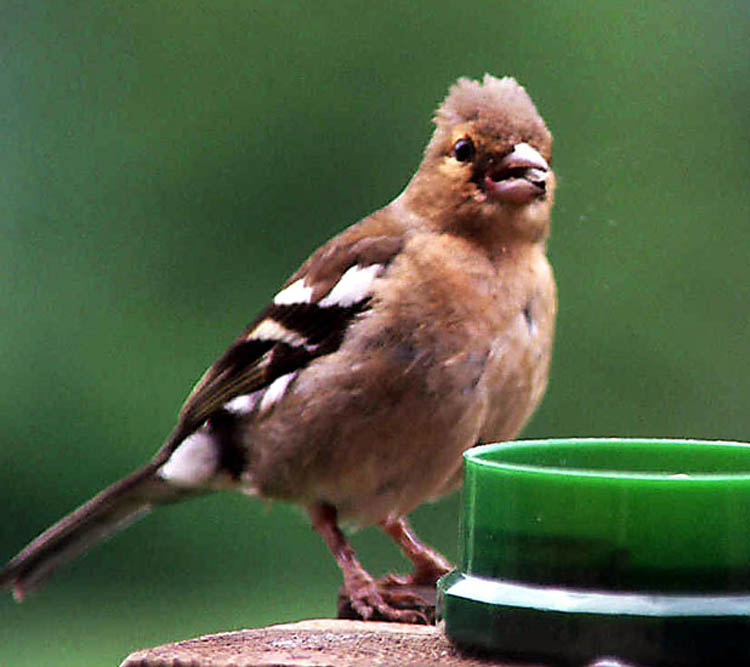 Chaffinch1