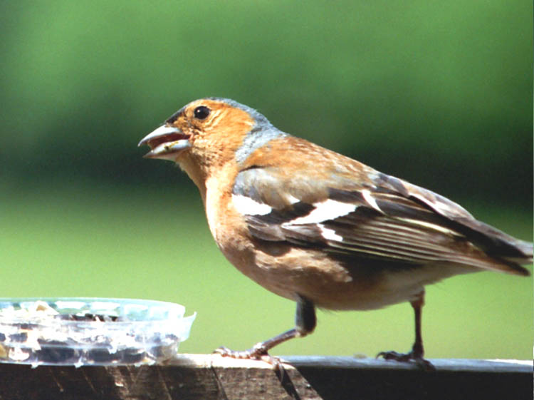 Chaffinch2