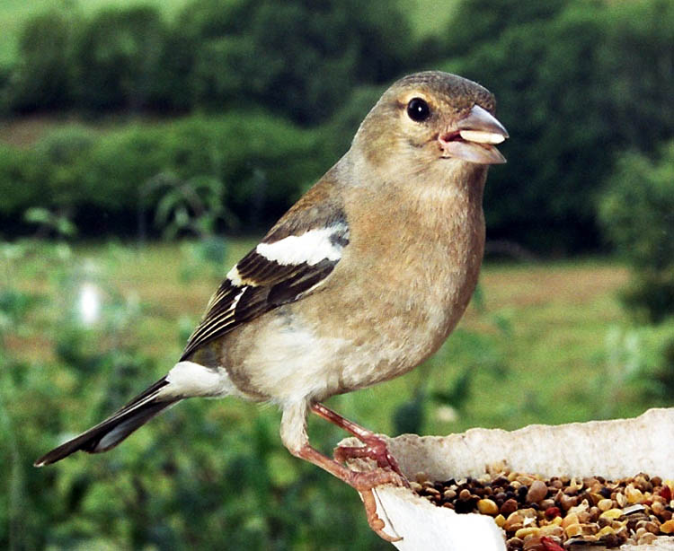 Chaffinch3
