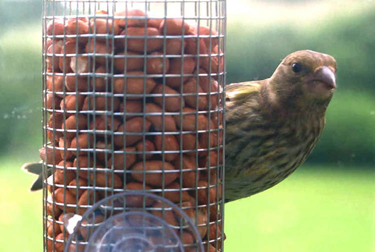 Greenfinch