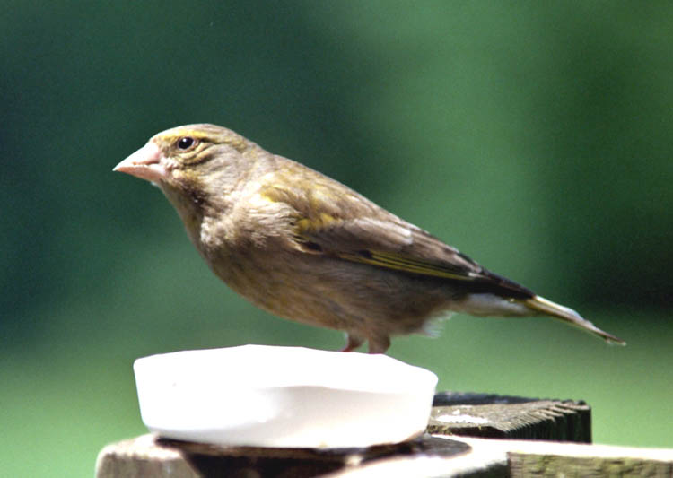 Greenfinch