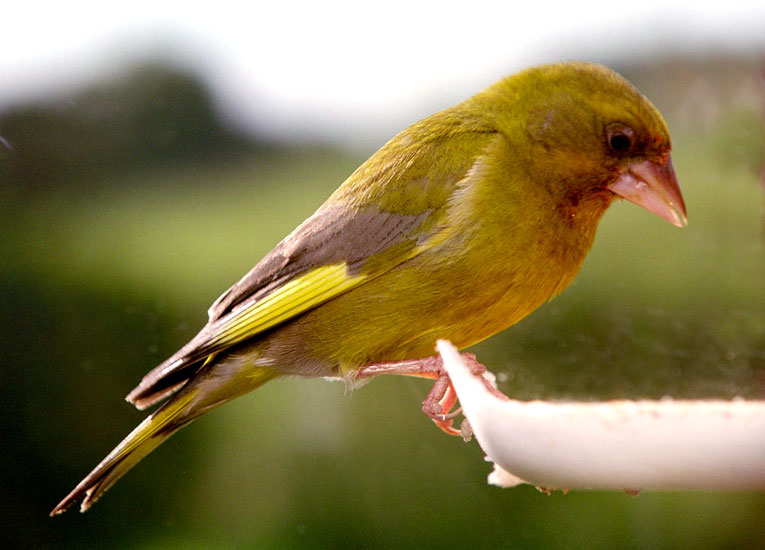 Greenfinch3