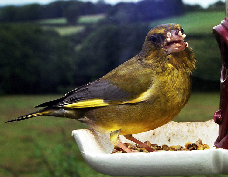 Greenfinch4