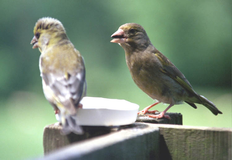 Greenfinches