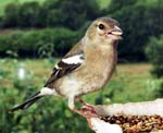 Chaffinch3