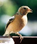 Chaffinch4