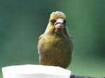 Greenfinch2