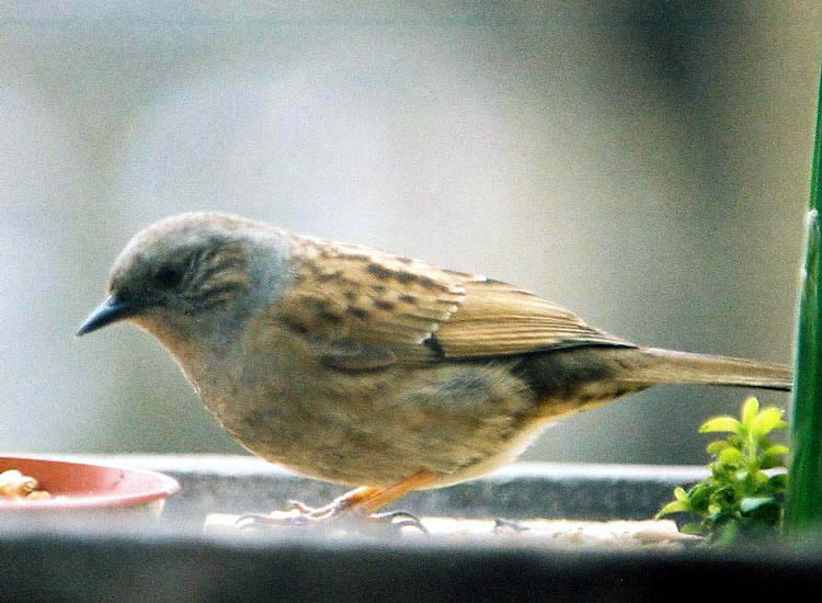 Dunnock1